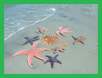 starfish image